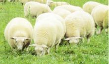 Choose traditional grass species for sheep